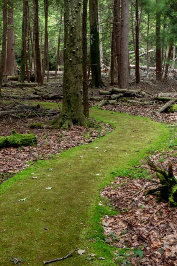 Hiking the Emerald Paved Trail in Cook Forest State Park Uncovering PA