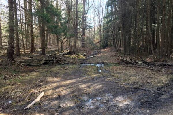 Trail to Alpine Falls in Loyalsock State Forest