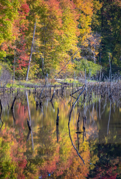 Fall colors reflecting in a pond at Moraine State Park in Pennsylvania