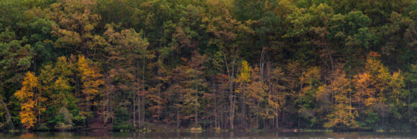 Panoramic of autumn trees in Locust Lake State Park in Schuylkill County PA