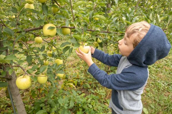 Boy apple picking at Paulu's Orchard in Dillsburg Pennsylvania