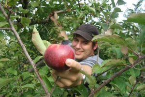 20 Great Orchards for Apple Picking in PA (Updated for 2023)