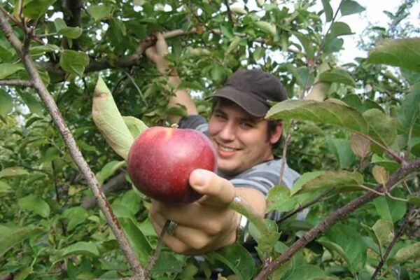 Apple Picking near Gettysburg