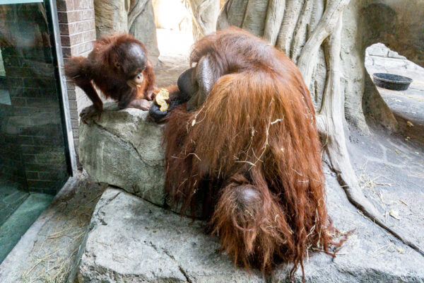 Orangutans at the Erie Zoo in Erie, PA