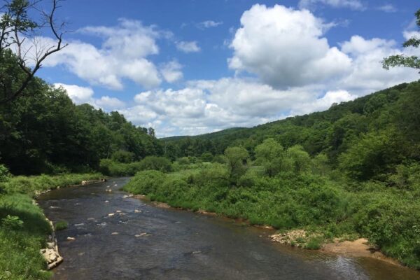 Spring Creek in the Allegheny National Forest