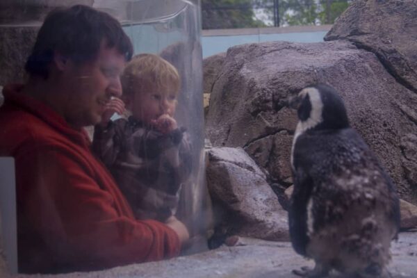 Inside the penguin enclosure at the National Aviary in Pittsburgh, PA