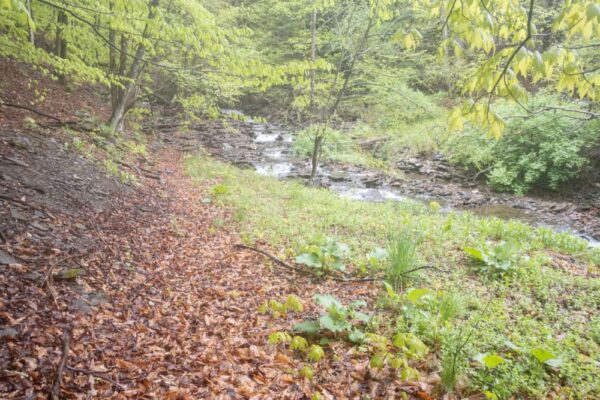 Trail to Lost Falls in PA's State Game Lands 140