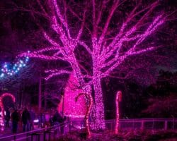 LumiNature at the Philadelphia Zoo: Holiday Lights with a Twist