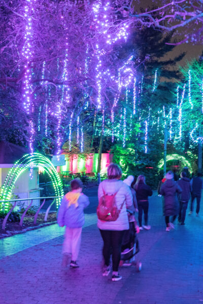 People walk below lights hanging from trees at LumiNature in Philadelphia