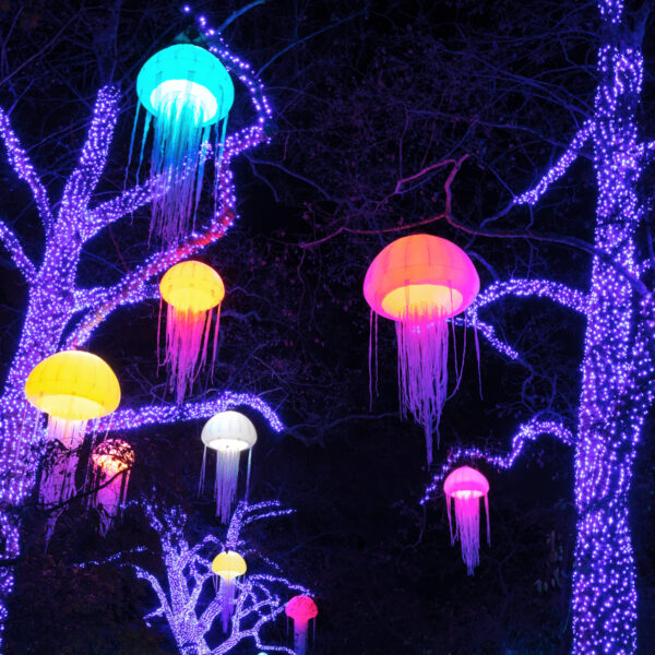 Jellyfish lights hanging from trees at LumiNature at the Philadelphia Zoo.
