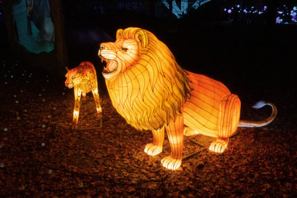 Lion lights at LumiNature at the Philadelphia Zoo in PA