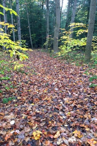 Trail to Grindstone Falls in McConnells Mill State Park in PA