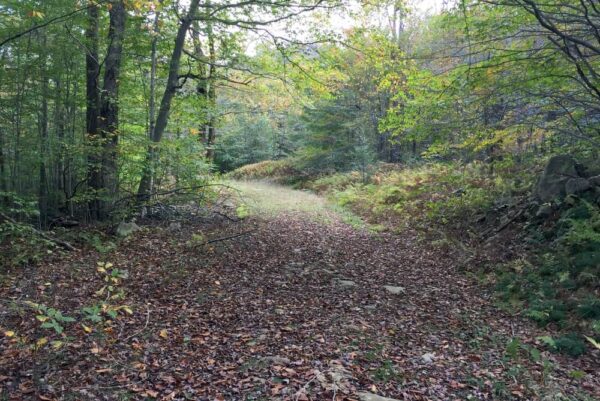 Trail to Rusty Falls near Eagles Mere, PA