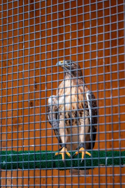 An injured bird at the Raptor Aviary at Shaver's Creek near State College Pennsylvania