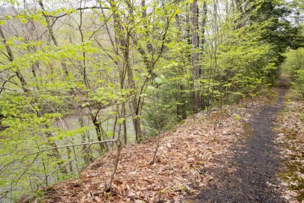 Trail to Dutchman Run Waterfalls in the McIntyre Wild Area of Lycoming County PA