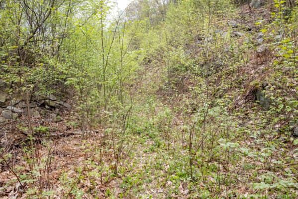 The overgrown trail to Dutchman Run Falls in Lycoming PA