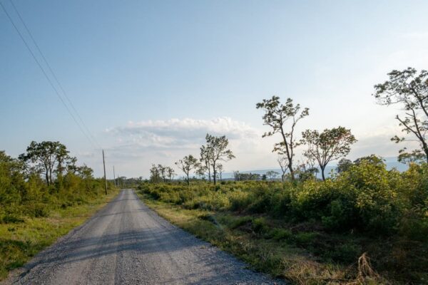 The road to Big Mountain Overlook in Buchanan State Forest in Pennsylvania