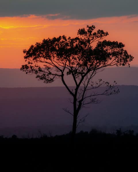 A tree at sunset in Buchanan State Forest in Fulton County Pennsylvania