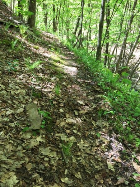 Trail to Pine Island Run Falls in Tioga County PA