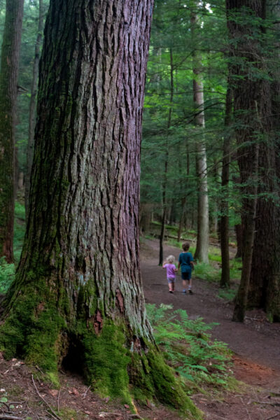 Two kids hiking through the Forest Cathedral in Cook Forest State Park