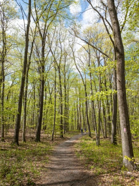 Trail at Boyd Big Tree Preserve in Harrisburg PA