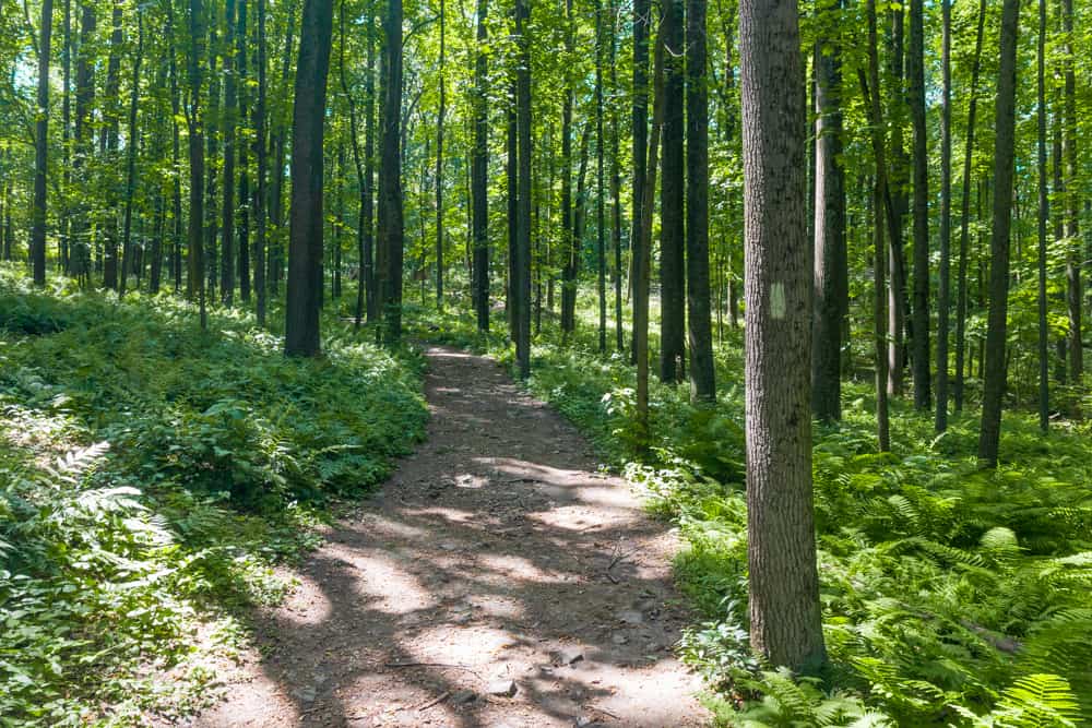 Hiking the Mount Misery Trails to the Abandoned Colonial Springs