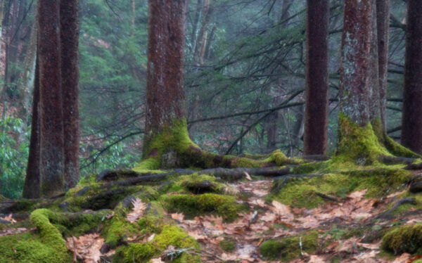 Quehanna Wild Area near Wkyoff Run Falls in the Pennsylvania Wilds