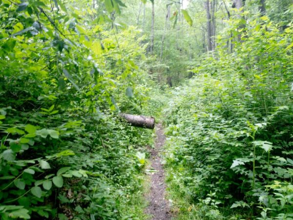 Tidioute Overlook Trail in Warren County Pennsylvania