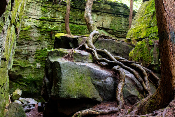 Tree wrapped around boulder at Bilgers Rocks in Grampian PA