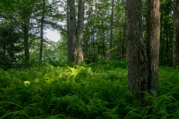 Ferns in Ole Bull State Park in Potter County Pennsylvania