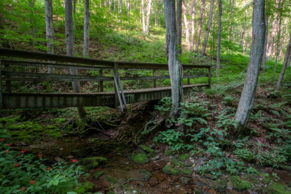 Bridge on the Daugherty Trail Ole Bull State Park