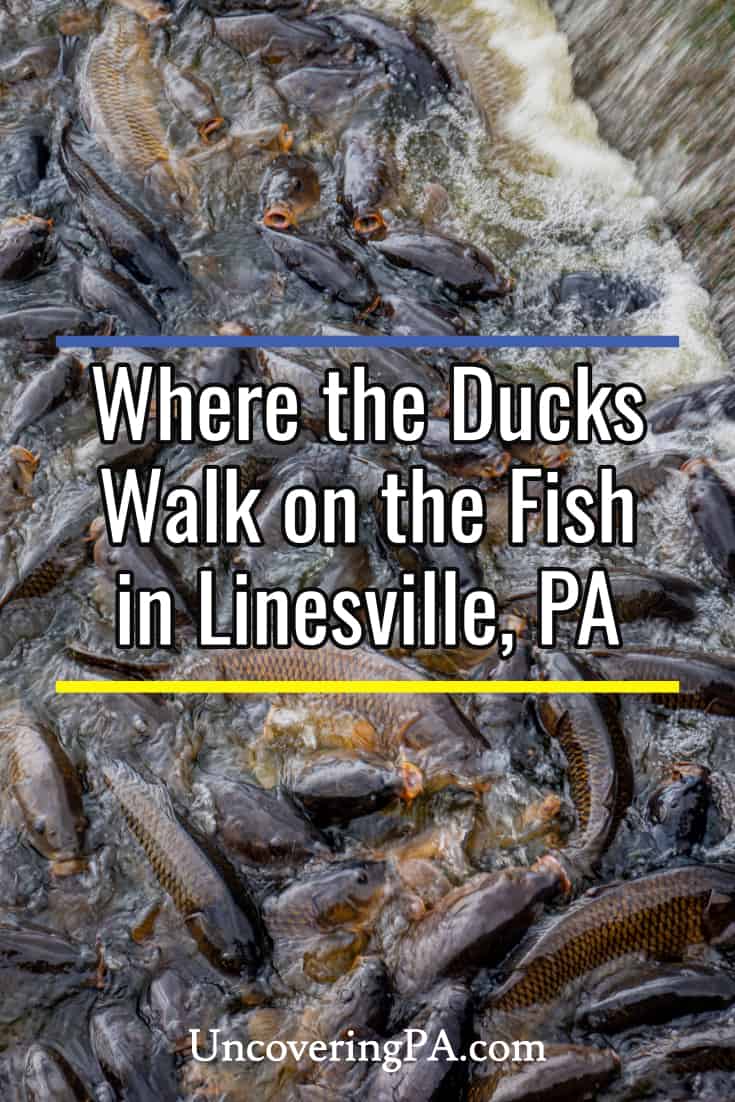 Where the Ducks Walk on the Fish Visiting the Unique Linesville Spillway Uncovering PA