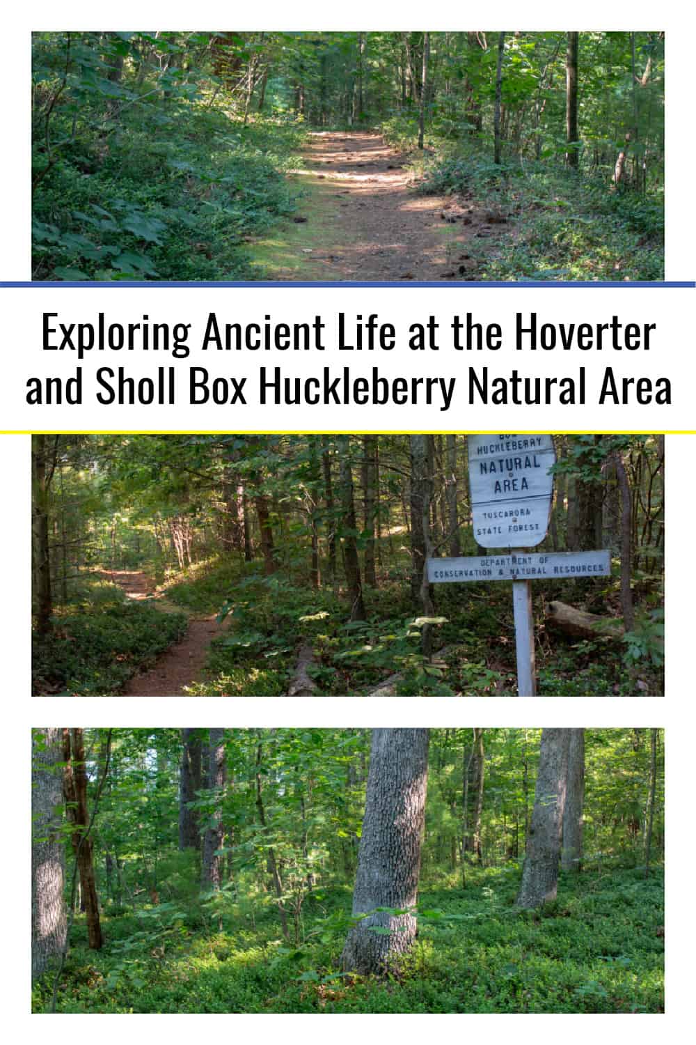 Exploring Ancient Life At The Hoverter And Sholl Box Huckleberry 