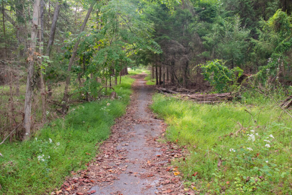 Road through the Camp Michaux POW Camp