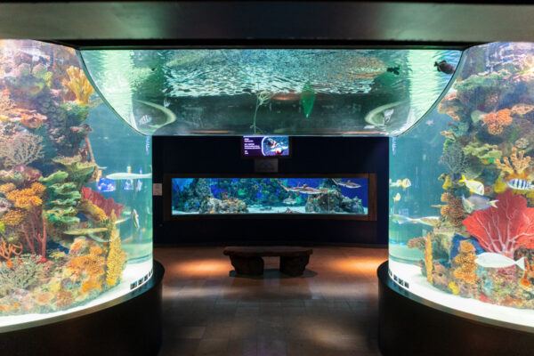 Fish tanks in the Electric City Aquarium in Scranton PA