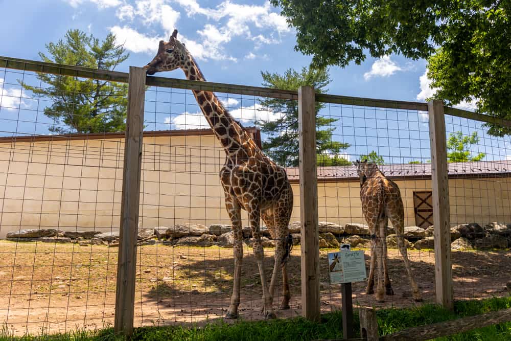 Giraffes at the Elmwood Park Zoo in Montgomery County, PA