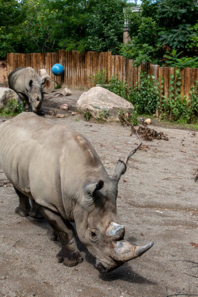 Rhinos at the Erie Zoo in northwestern PA