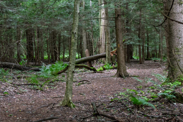 Forest in Maurice K Goddard State Park in Mercer County Pennsylvania
