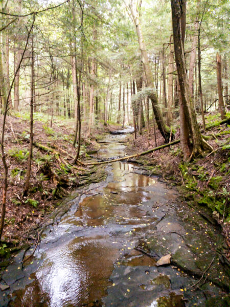 Falling Run in Goddard State Park in PA