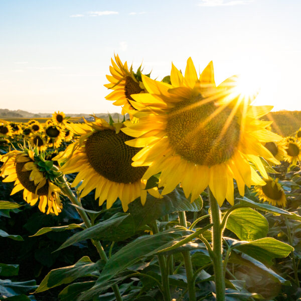 Sun shining behind sunflowers at Lesher's Poultry Farm in Chambersburg Pennsylvania