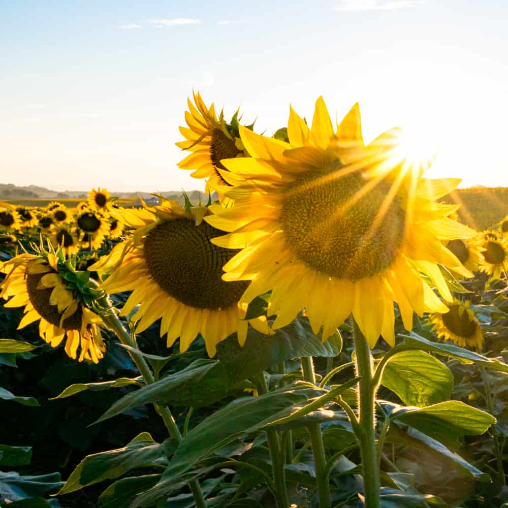 Visiting the Lesher Poultry Farm Sunflower Field in Chambersburg