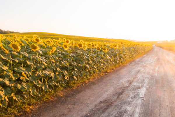 Road running through the Lesher's Sunflower Field in Chambersburg PA