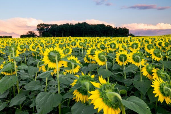Field of sunflowers in Chambersburg PA at sunset