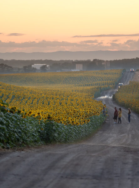 People exploring Lesher's Sunflower Field in Chambersburg Pennsylvania