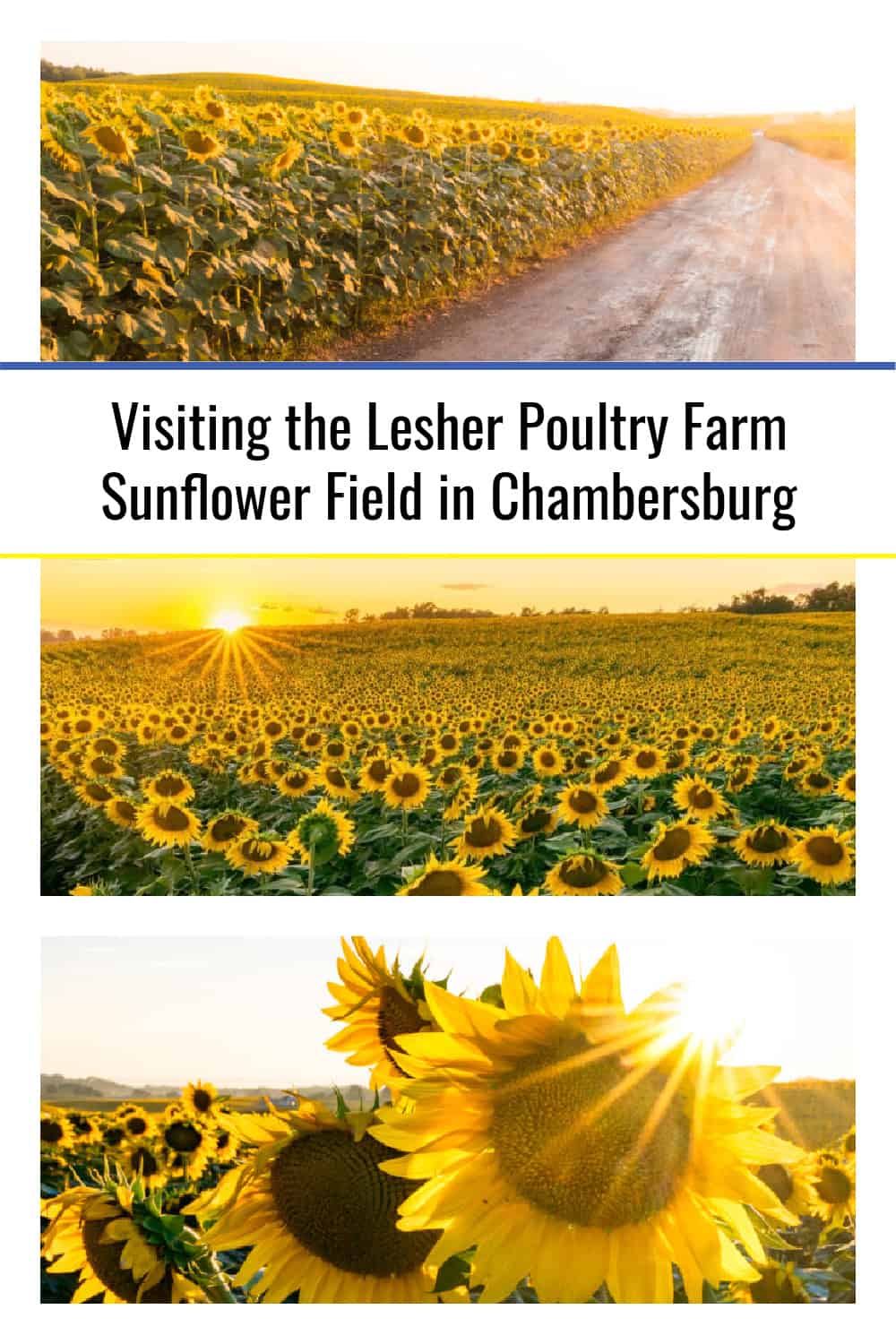 Visiting the Lesher Poultry Farm Sunflower Field in Chambersburg