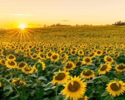 Visiting the Lesher Poultry Farm Sunflower Field in Chambersburg (Updated for 2022)