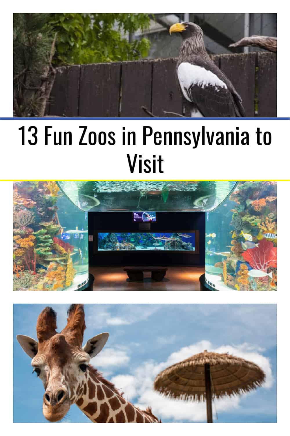 12 Fun Zoos in PA to Visit Uncovering PA