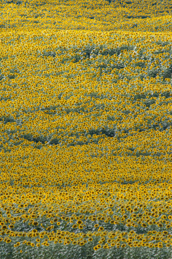 Visiting the Lesher Poultry Farm Sunflower Field in Chambersburg