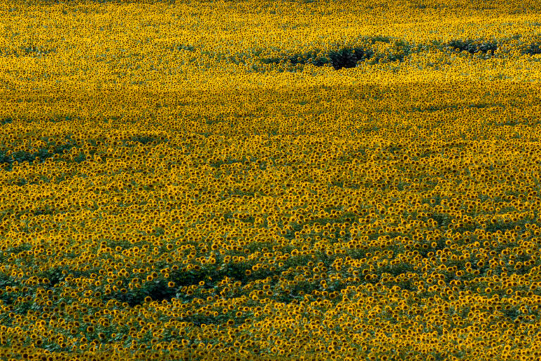 Visiting the Lesher Poultry Farm Sunflower Field in Chambersburg