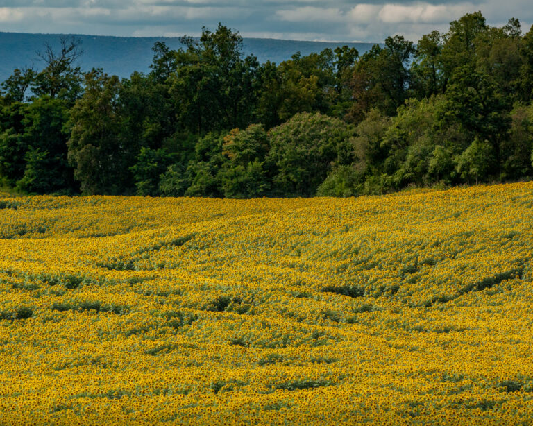 Visiting the Lesher Poultry Farm Sunflower Field in Chambersburg